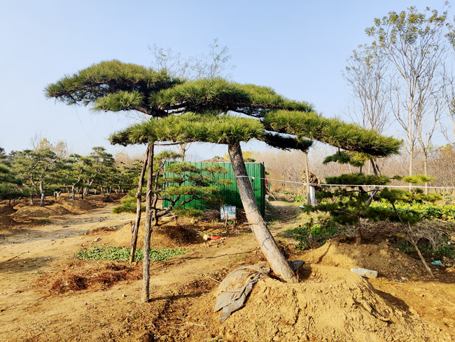 造型松移栽的時候?qū)ν寥烙泻我螅?/></p><p>&nbsp; &nbsp; &nbsp; &nbsp; 造型松移栽的時候?qū)ν寥烙泻我螅渴遣皇鞘裁赐寥蓝歼m合栽種造型松呢？造型松基地認為，造型松并沒有很高的土壤要求，很多土壤中栽培造型松都可以成活，但是想要造型松生長的好，那么還是有一些地方需要注意，比如創(chuàng)造適合造型松生長的土壤環(huán)境與條件。</p><p>&nbsp; &nbsp; &nbsp; &nbsp; 在移栽的時候盡量保證原土土球，土球盡量大，盡可能多的保留造型松的根系，根系越多越有利造型松在新移栽的環(huán)境生根成長。在移栽的時候盡量保證土壤的濕潤，可以在土球上編織草繩或者用專用的袋子進行包裹。</p><p>&nbsp; &nbsp; &nbsp; &nbsp; 造型松對環(huán)境的要求比較低，我們經(jīng)常在嚴寒地區(qū)見到造型松的身影，我們發(fā)現(xiàn)造型松目前可以在零下25攝氏度的環(huán)境中存活，生命力很強。是一種性價比很高的造型綠化樹品種。</p><p style=